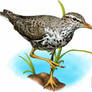 Spotted Sandpiper