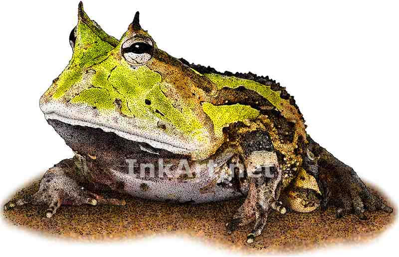 Sortum Frog Surinam Horned Frog by rogerdhall on DeviantArt