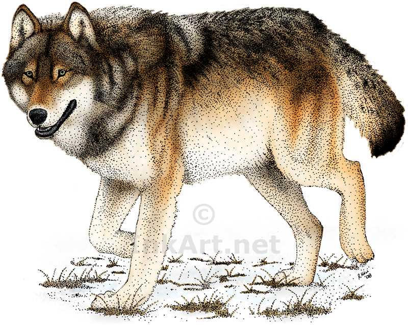 Timber Wolf by rogerdhall on DeviantArt