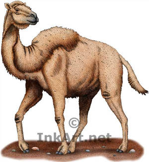 Western Camel