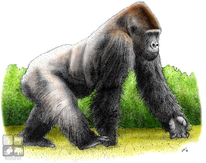 Western Lowland Gorilla