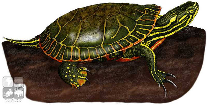 Western Painted Turtle