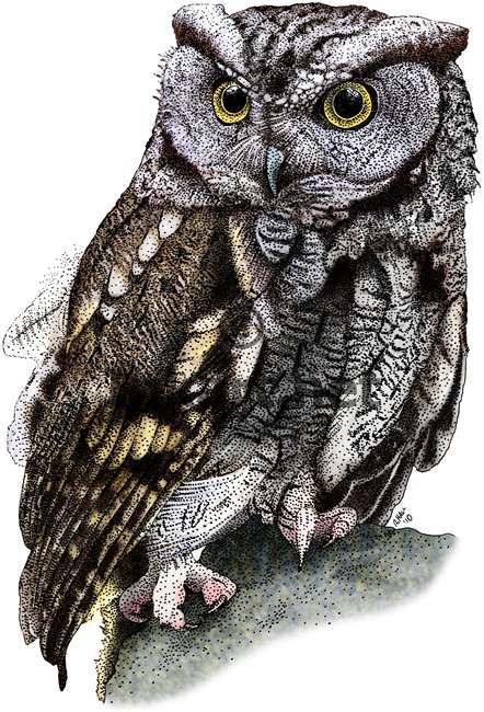 Western Screech Owl