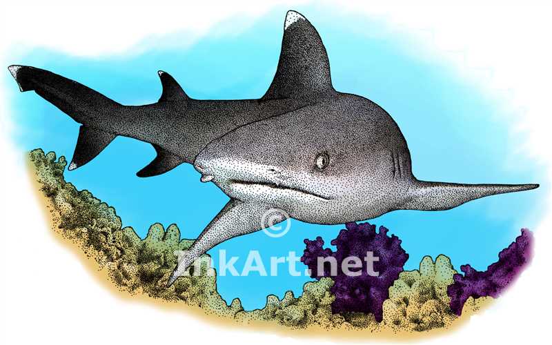 Whitetip Reef Shark