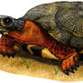 Wood Turtle