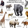 Animals of the African Savanna