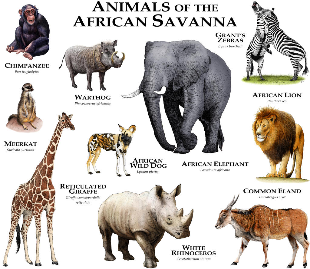 Animals of the African Savanna by rogerdhall on DeviantArt