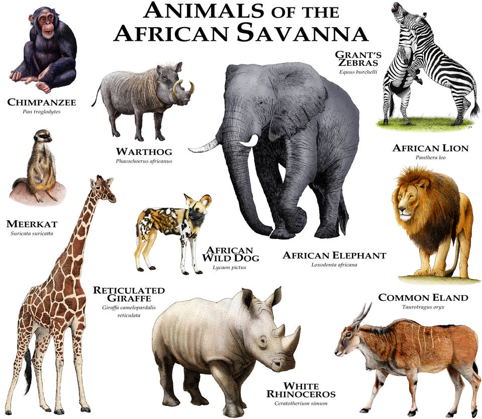 Кто живет в африке животные. Животные Африки. Животные обитающие в Африке. Животные Африки с названиями. Названия животных обитающих в Африке.