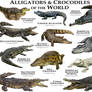 Alligators and Crocodiles of the World