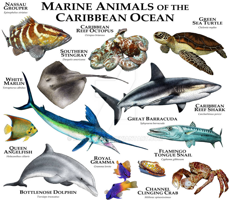Marine Animals of the Caribbean Ocean by rogerdhall on DeviantArt Marine Animals of the Caribbean Ocean by rogerdhall on DeviantArt