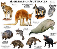 Animals of Australia