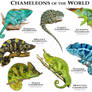 Chameleons of the World