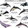Dolphins of the World