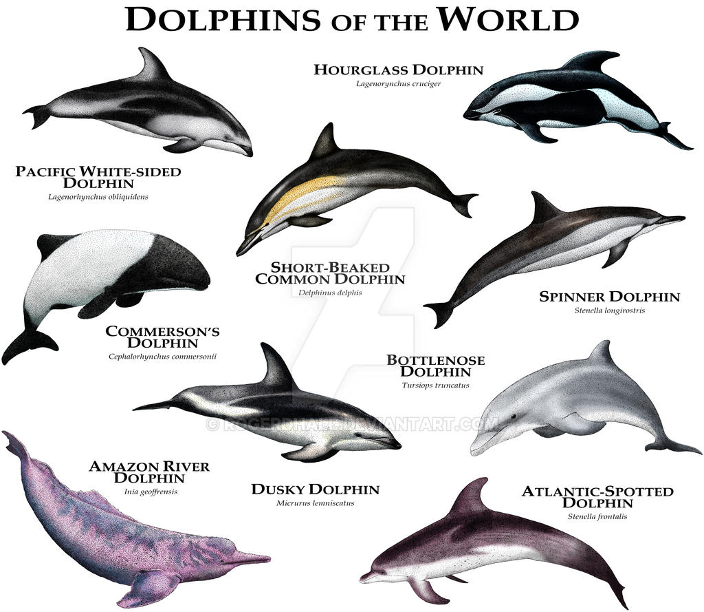 Dolphins Of The World By Rogerdhall On DeviantArt dolphins-of-the-world-by-rogerdhall-on-deviantart