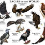 Eagles of the World