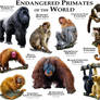 Endangered Primates of the World