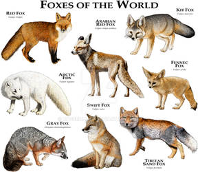 Foxes of the World by rogerdhall