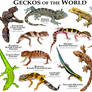 Geckos of the World