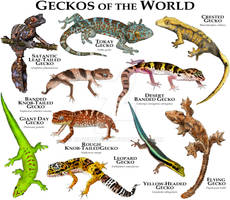 Geckos of the World