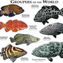 Groupers of the World