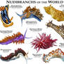 Nudibranches of the World