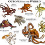 Octopus of the World