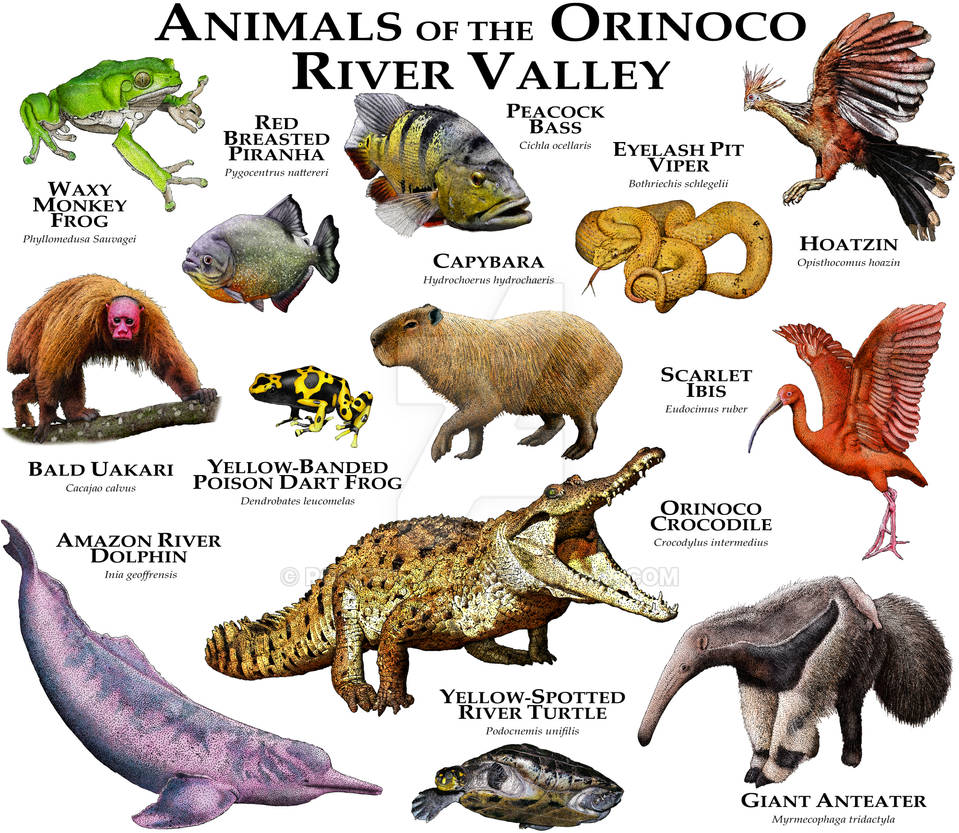 Animals of the Orinoco River Valley by rogerdhall on DeviantArt