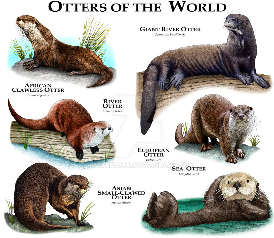 otter-of-the-world-by-rogerdhall-on-deviantart