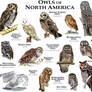 Owls of North America