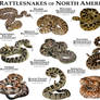 Rattlesnakes of North America