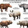 Endangered Rhinoceroses of the World