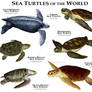 Sea Turtles of the World