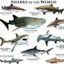 Sharks of the World