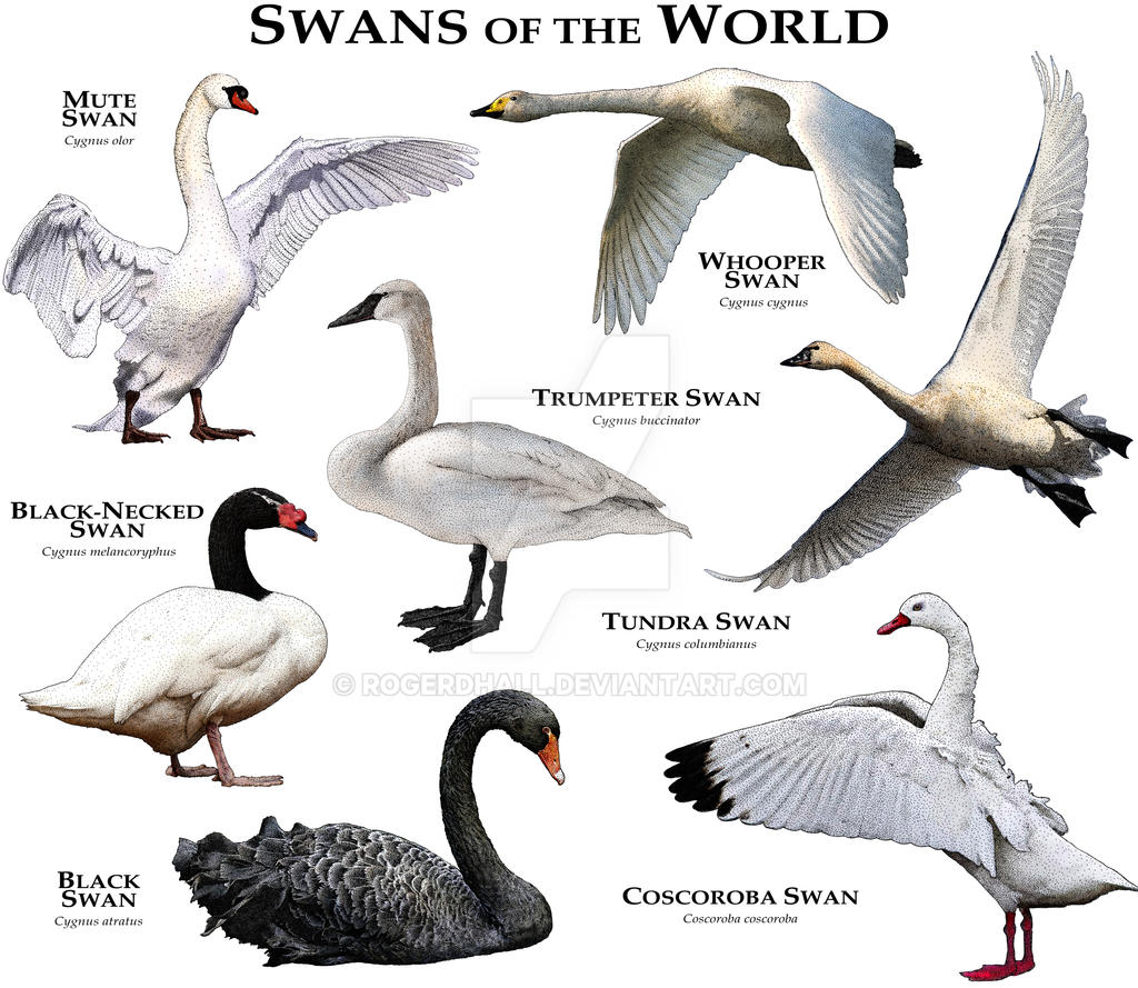 Swans of the World