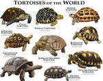 Tortoises of the World