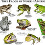 Tree Frogs of North America