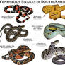 Venomous Snake of South America