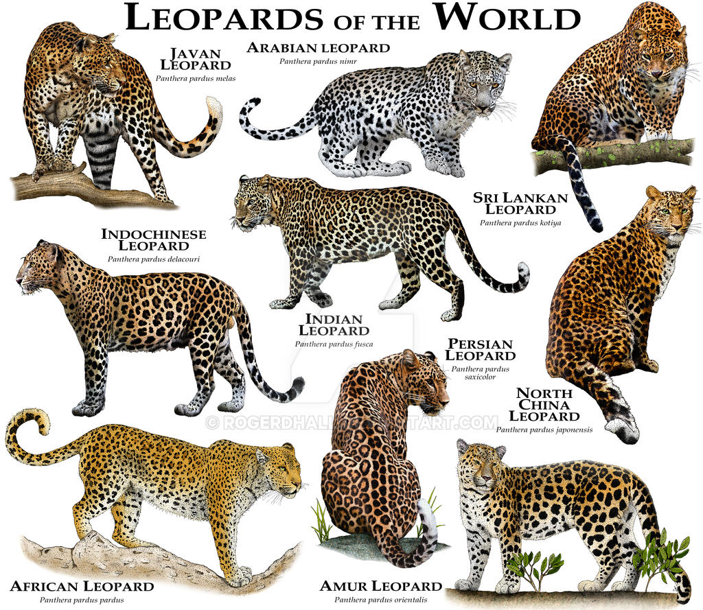 Leopards of the World