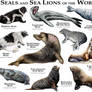 Seals and Sea Lions of the World