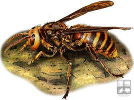 Asian Giant Hornet