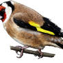 European Goldfinch