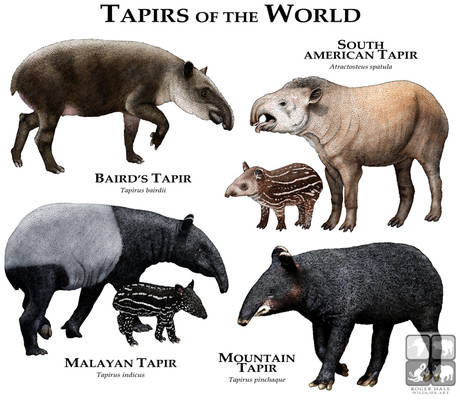 Tapirs of the World