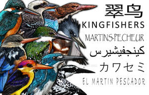 Kingfisher Collage