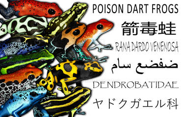 Poison Dart Frogs Collage