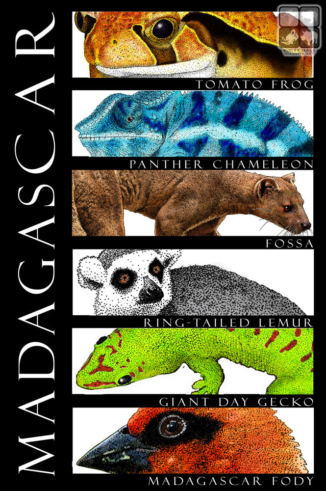 Madagascar Animals Poster Design by rogerdhall on DeviantArt