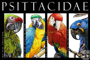 Macaws of the Tropics