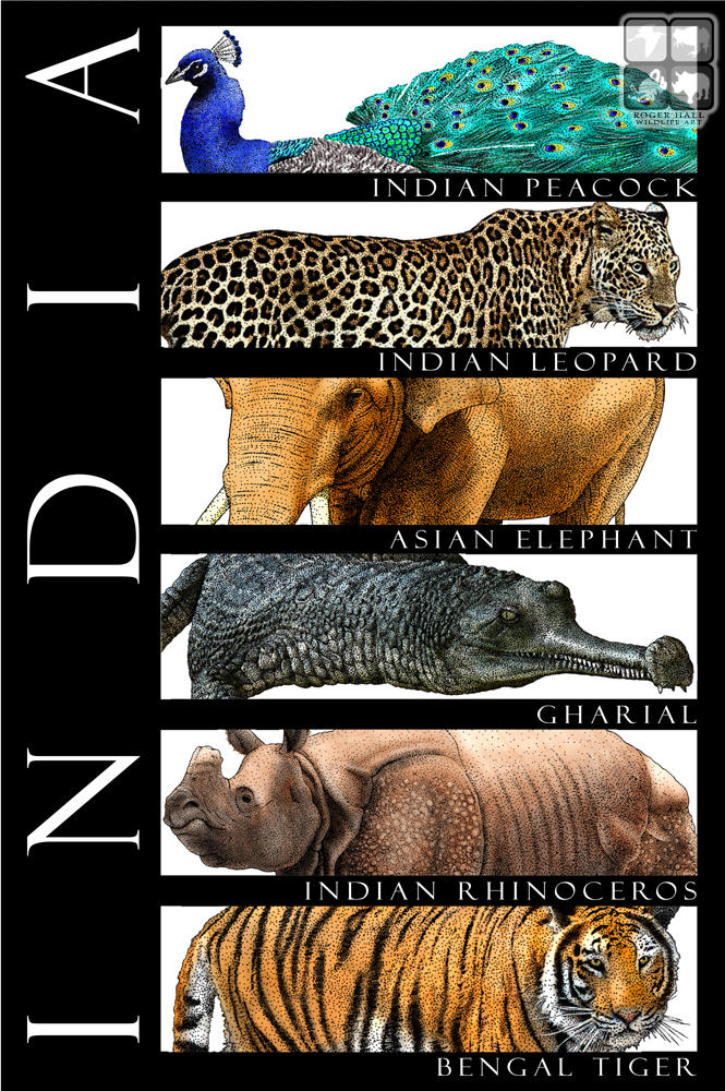 Animals of India by rogerdhall on DeviantArt