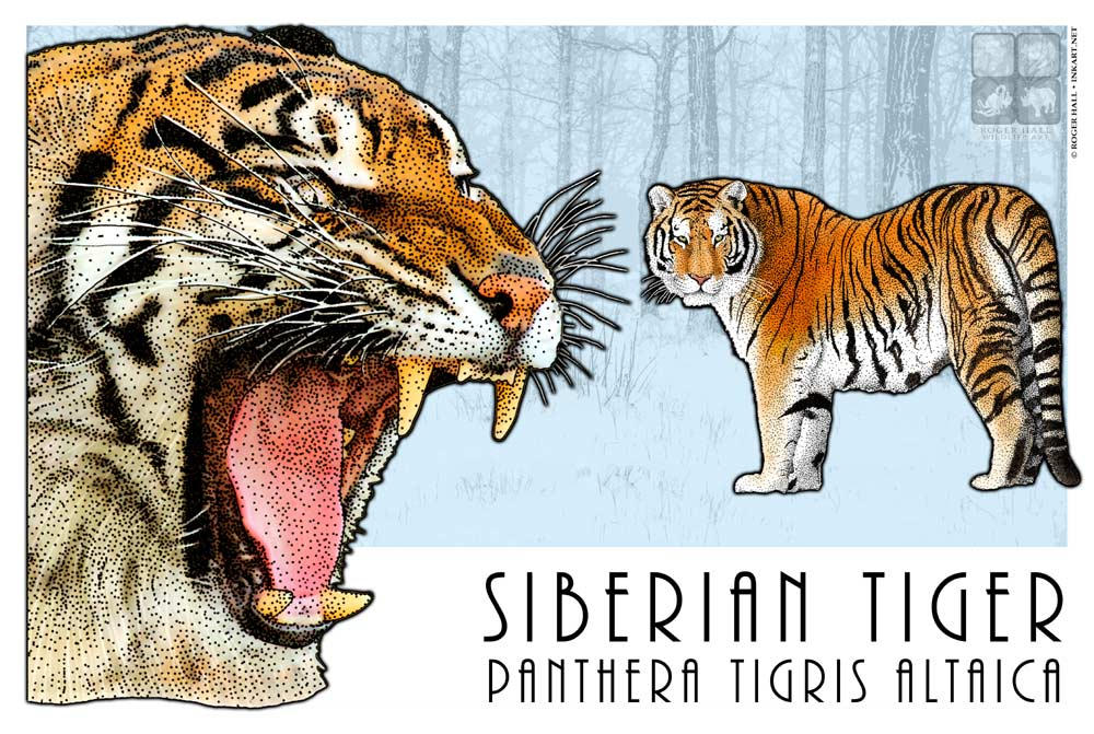 Siberian Tiger by rogerdhall on DeviantArt