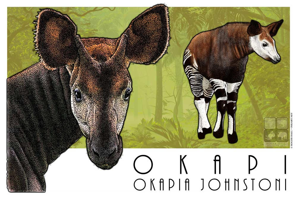 Okapi by rogerdhall on DeviantArt