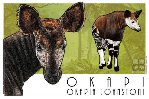 Explore the Best Okapi Art | DeviantArt